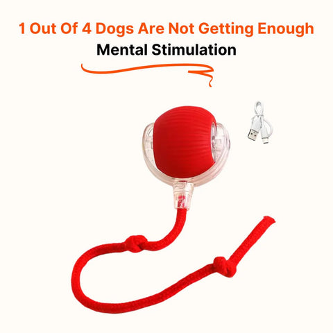 Automatic Dog Walker - Mister Woofs