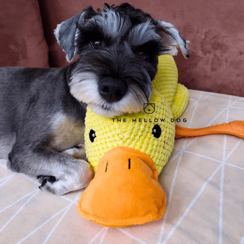 Original Calming Duck - Mister Woofs